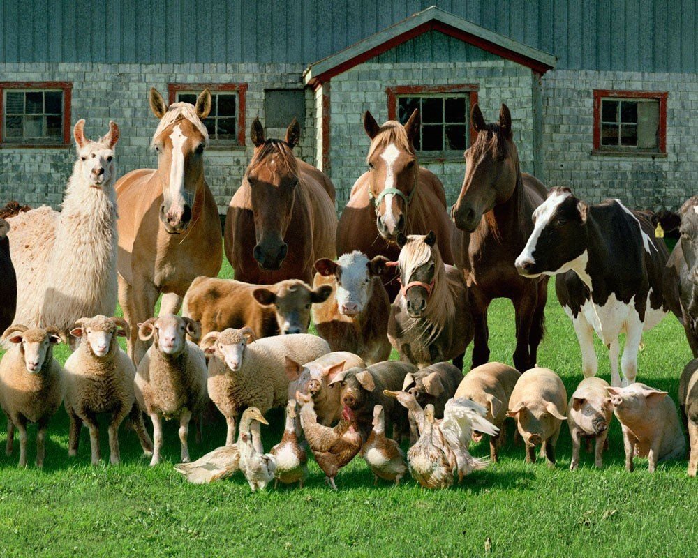 ПАМЯТКА  владельцам сельскохозяйственных животных по содержанию и выпасу сельскохозяйственных животных.